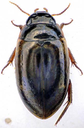Agabus binotatus